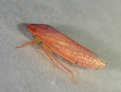 Gyponana gladia
