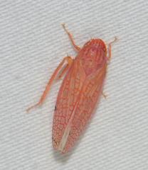 Gyponana gladia