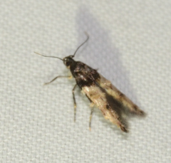 Walshia miscecolorella
