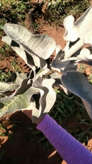 Chresta sphaerocephala