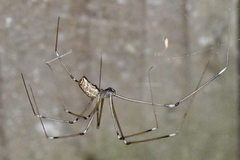 Holocnemus pluchei