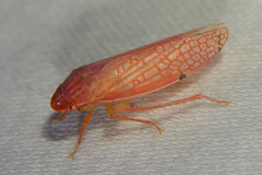 Gyponana gladia