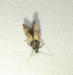 Walshia miscecolorella