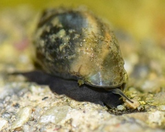 Physa acuta