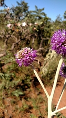 Chresta sphaerocephala