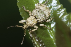 Brachyolus punctatus