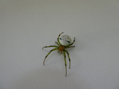 Aoaraneus pentagrammicus