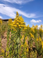 Solidago
