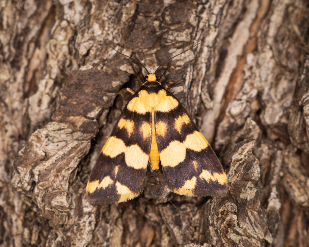 Double Yellow-patched Footman