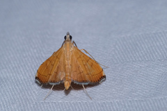 Mabra nigriscripta