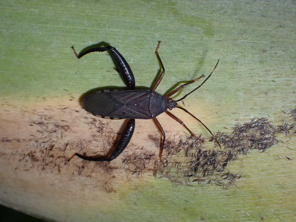 Cloresmus modestus