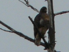 Buteo jamaicensis