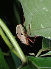 Probergrothius nigricornis