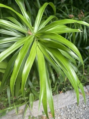 Dracaeneae