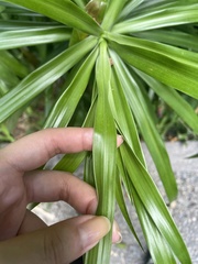 Dracaeneae