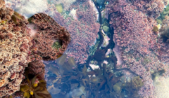 Ophiopsammus maculata