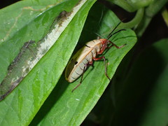 Probergrothius nigricornis