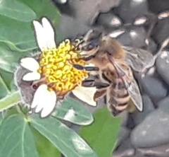 Apis mellifera
