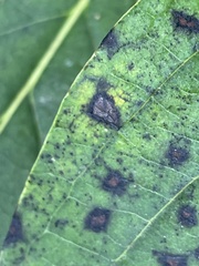 Pseudocercospora kaki