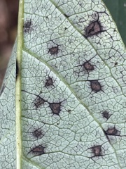 Pseudocercospora kaki