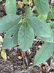 Pseudocercospora kaki