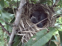 Turdus grayi