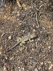 Crotaphytus