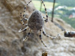 Araneus circe