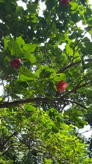 Thespesia grandiflora
