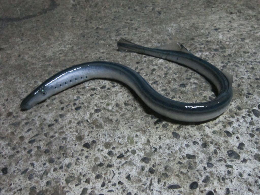Southern Topeyed Lampreys