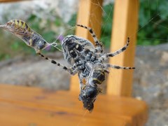 Araneus circe