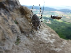 Araneus circe