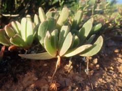 Acrodon purpureostylus