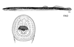 Australian Brook Lamprey photo 2