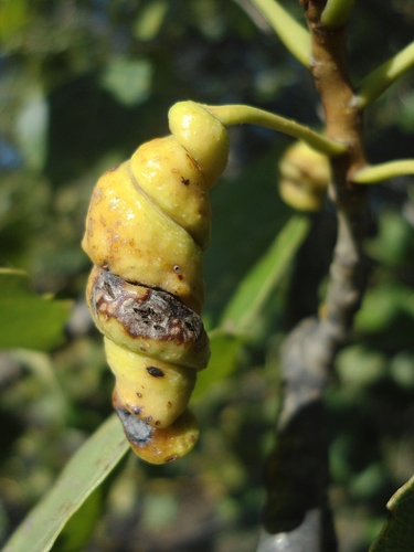 Pemphigus protospirae