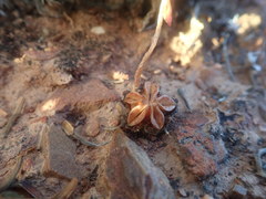 Acrodon purpureostylus