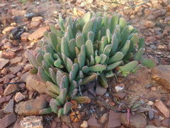 Acrodon purpureostylus