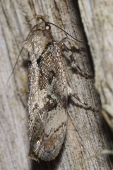 Atomotricha isogama