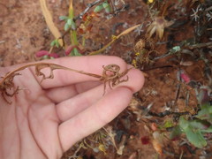 Pelargonium undulatum