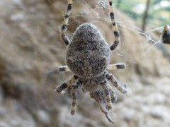 Araneus circe