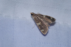 Rehimena phrynealis