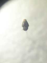 Nannotrigona perilampoides