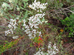 Micrantha
