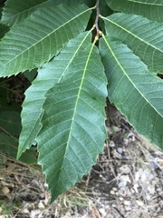 Castanea