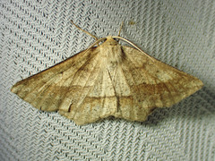 Euchlaena tigrinaria