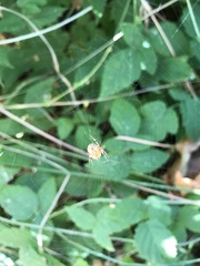 Araneus