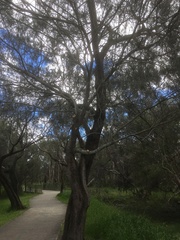 Casuarina obesa