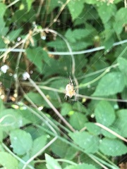 Araneus