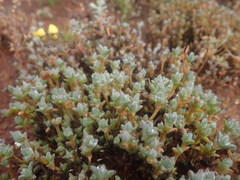 Antimima leipoldtii