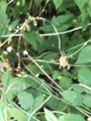 Araneus